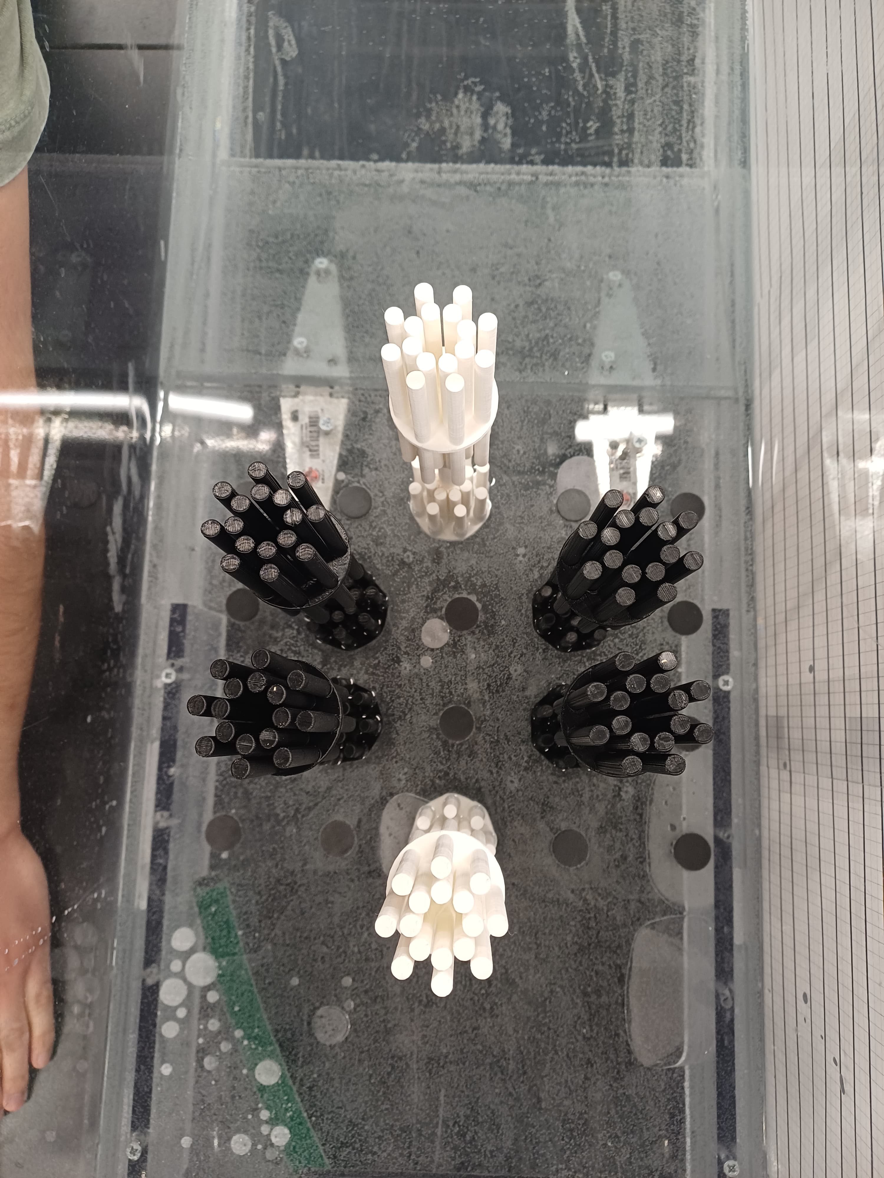 Mangrove models and mounting positions on the experimental board